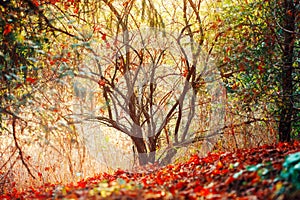 Autumn fall forest, surreal colors of fantasy landscape with trees