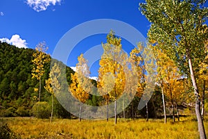 Autumn fall forest with yellow golden poplar trees photo