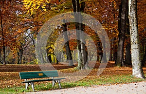 Autumn. Fall. Gold Trees in a Park in the typical Foliage colorful aspect, with a Bench in foreground