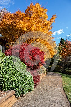 Autunno declino d'oro foglie arancia, giardino collocamento avvolgimento calcestruzzo la strada bordi secondo di legno conservazione parete 