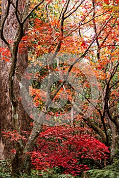 Autumn fall golden leaves in orange, yellow, red on Japanese maple garden trees with green ferns and large eucalyptus gum tree