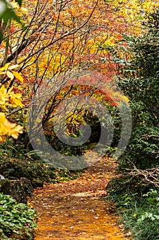 Autumn fall golden leaves in orange, yellow, red on Japanese maple garden trees surrounding winding garden path