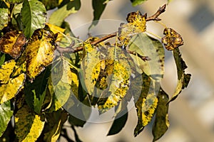 Autumn fall with golden yellow leaves colour foliage on a tree branch