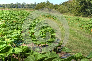 Autumn Fall Halloween Pumpkin Patch