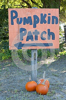 Autumn Fall Halloween Pumpkin Patch