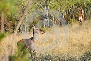 Autumn Fall image of red deer does in forest