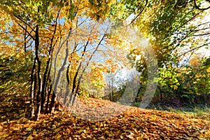 Autumn, fall landscape in forest