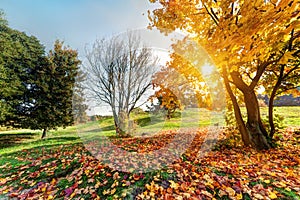 Autumn, fall landscape in park