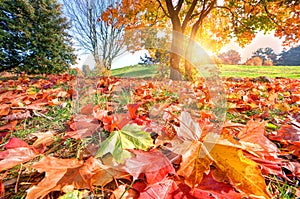 Autumn, fall landscape in park