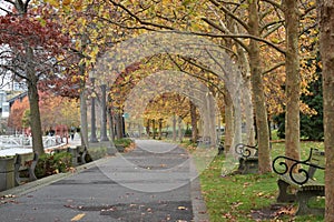 Autumn fall landscape road covered by yellow arch trees.