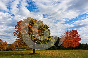 Autumn, fall landscape. Tree with colorful leaves