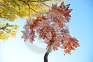 Autumn, fall landscape. Tree with colorful leaves