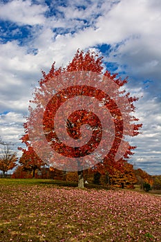 Autumn, fall landscape. Tree with colorful leaves. Red fall tree