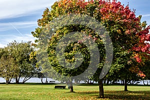 Autumn, Fall Landscape. Tree with colorful leaves.