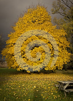 Autumn, fall landscape. Tree with colorful leaves. Yellow leaves.