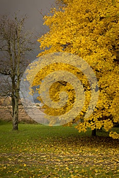 Autumn, fall landscape. Tree with colorful leaves. Yellow leaves.