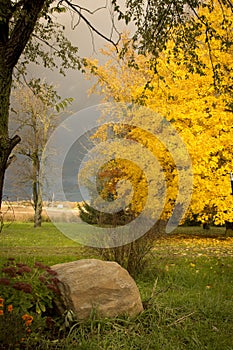 Autumn, fall landscape. Tree with colorful leaves. Yellow leaves.