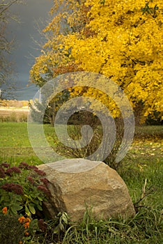 Autumn, fall landscape. Tree with colorful leaves. Yellow leaves.