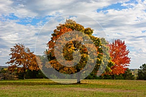 Autumn, fall landscape. Tree with colorful leaves