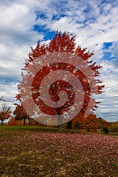 Autumn, fall landscape. Tree with colorful leaves. Red fall tree