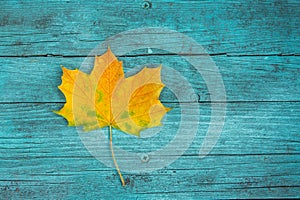 Autumn Fall Leaf on Blue Background