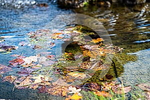 Autumn fall leaf in river with water and pebbles, autumn leaves and stones in the water, close-up