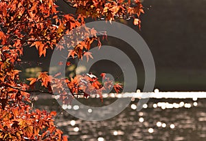 Autunno  declino foglie  giapponese acero un albero 