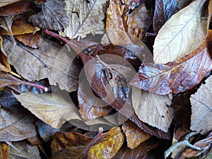 Autumn fall leaves brown colour