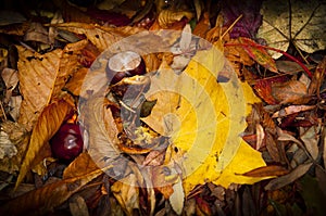 Autumn Fall leaves and chestnuts