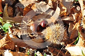 Autumn fall leaves and chestnuts come