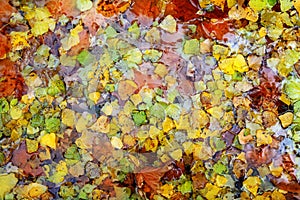 Autumn fall leaves colorful background in water