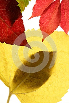 Autumn, fall leaves decorative still at studio