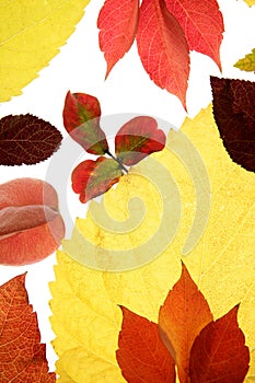 Autumn, fall leaves decorative still at studio