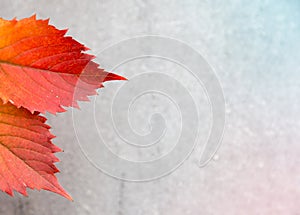 Autumn or fall Leaves On A Gray Background. Texture Subtext with copy space for text