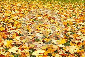 Autumn fall leaves on green grass. Yellow maple leaves