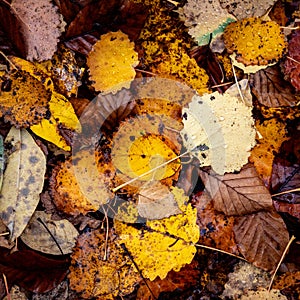 Autumn or fall leaves on a ground, top view