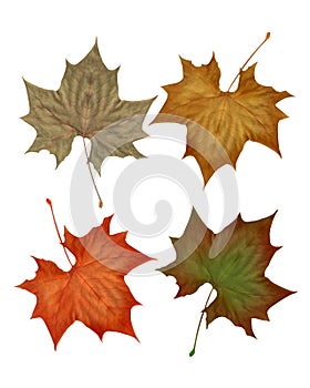 Autumn fall leaves isolated on white