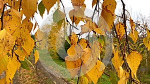 Autumn fall leaves from multicolor orange birch moving on wind.trees and colorful leaves in park,forest. Mood nature landscape