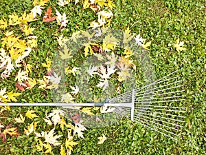 Autumn fall leaves rake background