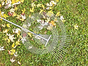 Autumn fall leaves rake background