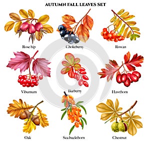 Autumn Fall Leaves Set