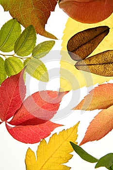 Autumn, fall leaves still white background