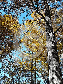 Autumn Fall leaves Sunshine sun sunrise Trees vegetation nature forest woods wilderness hiking travel vacation walk