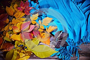 Autumn fall leaves and a warm blue scarf. Top view