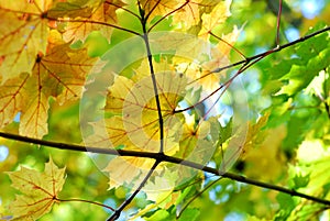 Autumn fall maple leaves