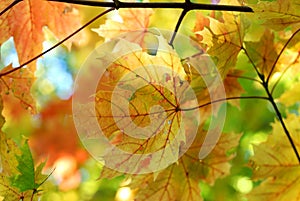 Autumn fall maple leaves