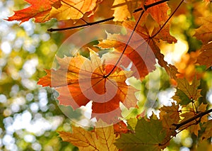 Autumn fall maple leaves