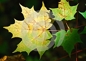 Autumn fall maple leaves