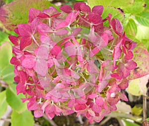 Autumn/Fall Mophead Hydrangea macrophylla photo