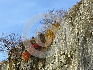 Autumn fall in the park forest. Colourful red and yellow shrubs and bushes and bright blue sky. Bright sunny warm weather forecast